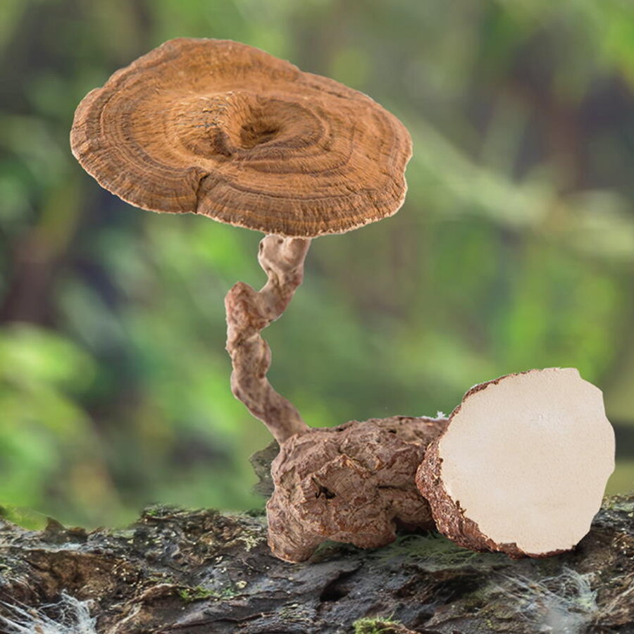 Organic Tiger Milk Mushroom